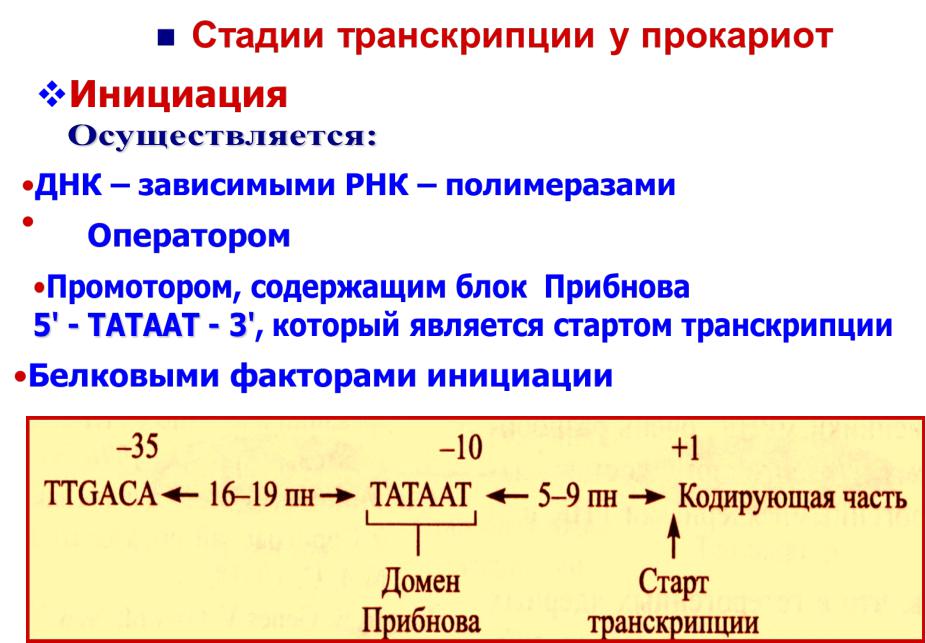 Механизм транскрипции и трансляции Механизм транскрипции и трансляции