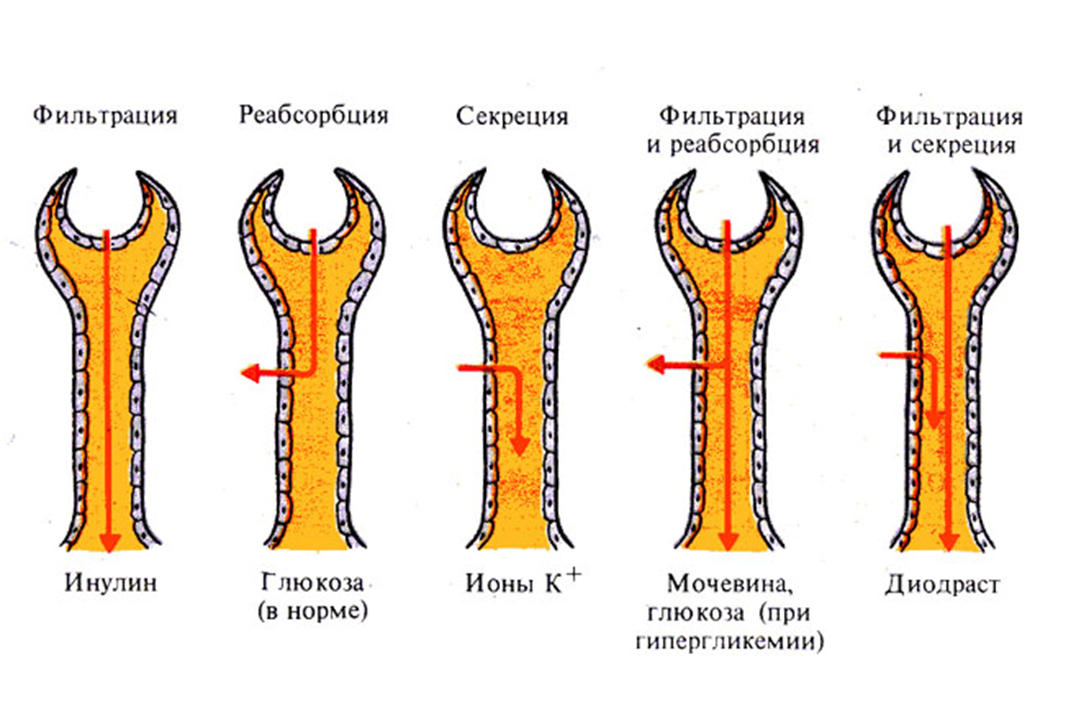 Клубочковый клиренс. Механизм мочеобразования. Фильтрация реабсорбция секреция. Механизмы регуляции мочеобразования. Мочеобразование физиология.