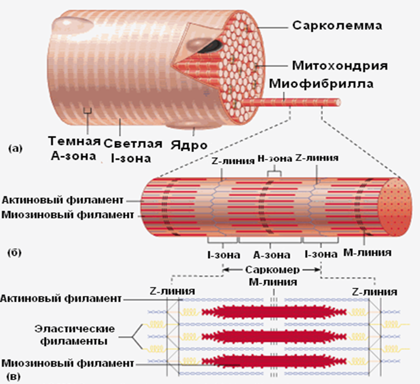 Миофибриллы состоят из. Мышечное волокно миофибриллы митохондрии. Функция сарколеммы мышечного волокна. Сарколемма и миофибриллы. Сарколемма и саркоплазма.