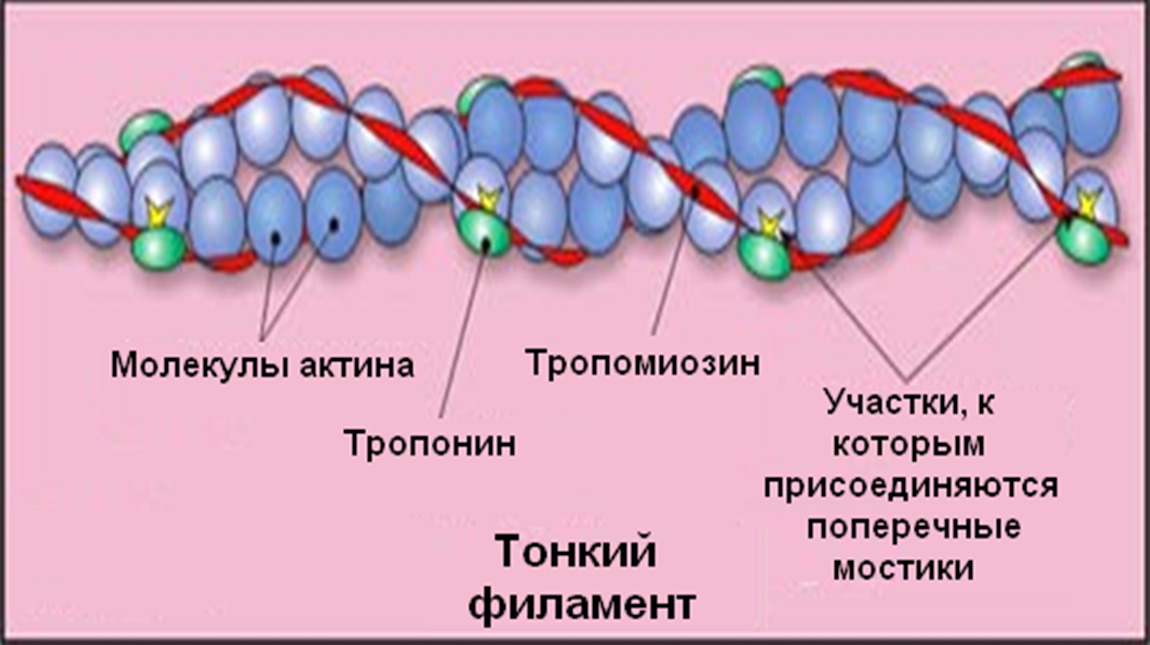 Нити актина. Строение актиновых микрофиламентов. Микрофиламенты строение и функции. Актиновые микрофиламенты функции. Микрофиламенты рисунок.