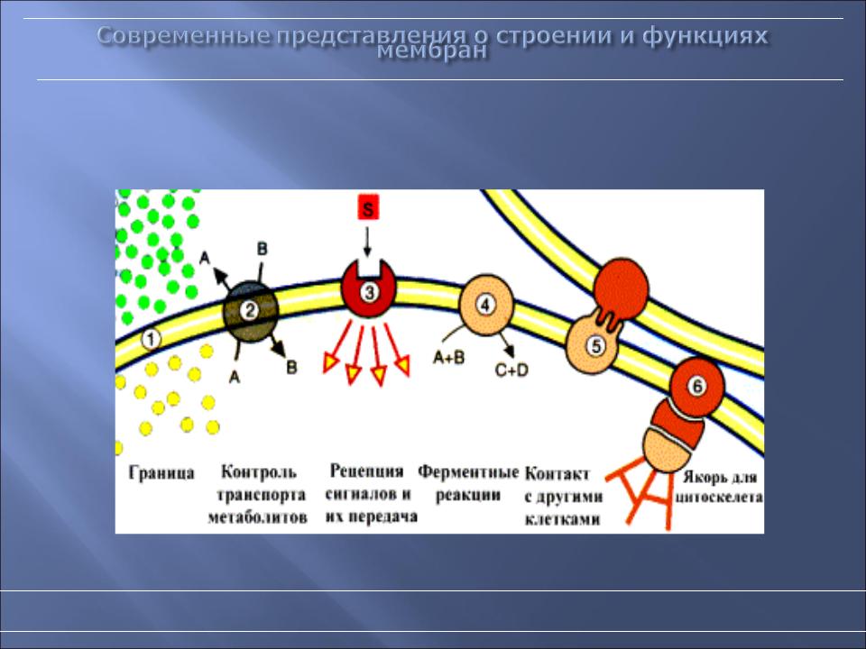 Презентация на тему физиология возбудимых тканей