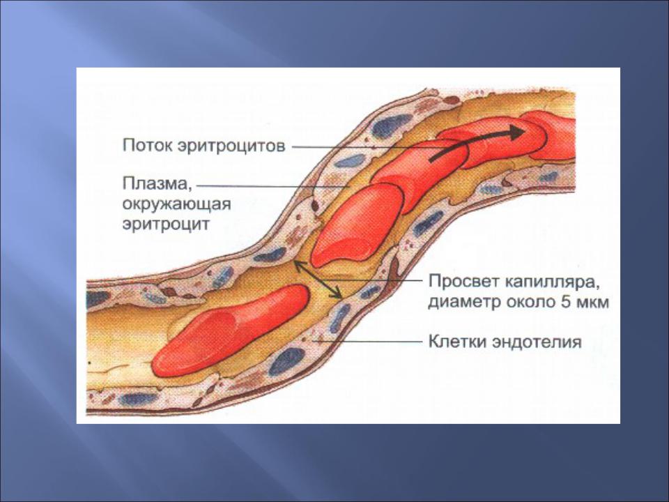Повышены эритроциты у мужчин в крови - симптомы, причины высокого уровня эритроц