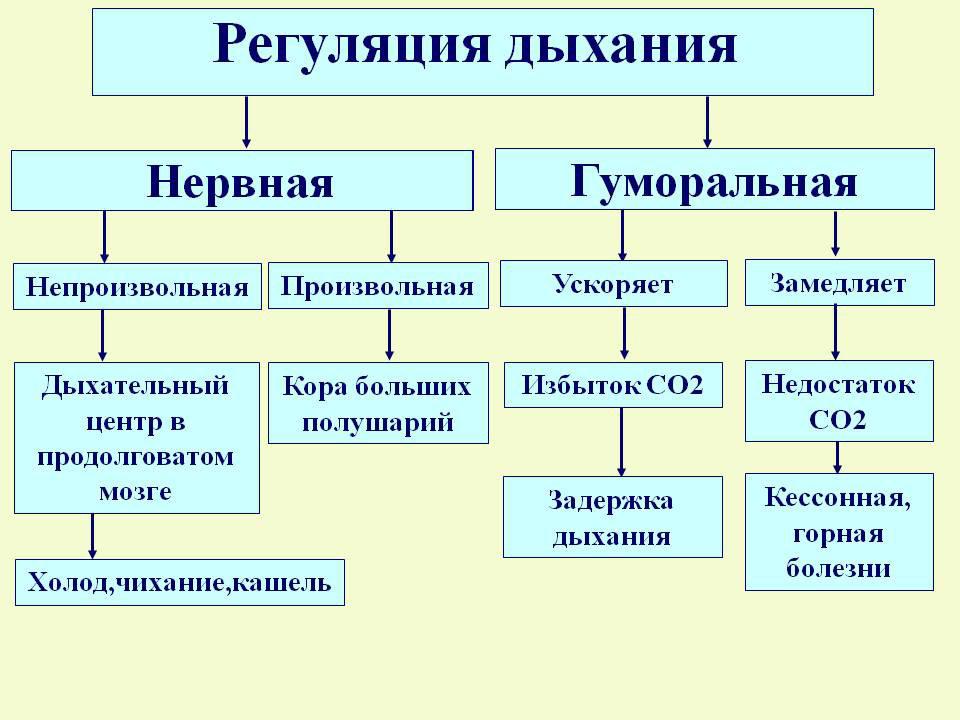 Презентация на тему регуляция дыхания