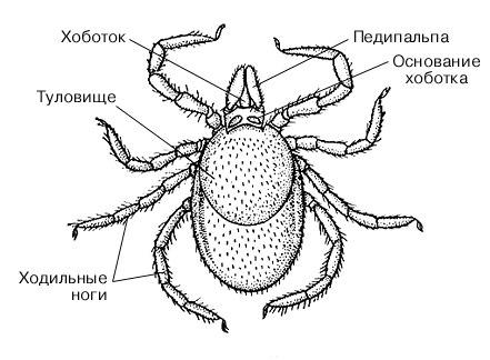 Таежный клещ строение рисунок