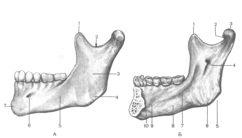 Нижний край нижней челюсти. Нижняя челюсть вид сбоку анатомия. Нижняя челюсть вид справа и спереди. Нижняя челюсть анатомия жевательная бугристость. Сигмовидная вырезка на нижней челюсти.