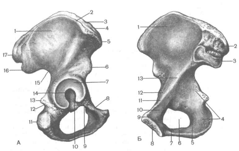 Подвздошная кость тазовой кости