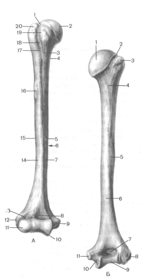 Плечевая кость латынь. Плечевая кость анатомия. Плечевая кость дистальный эпифиз. Плечевая кость правая анатомия.