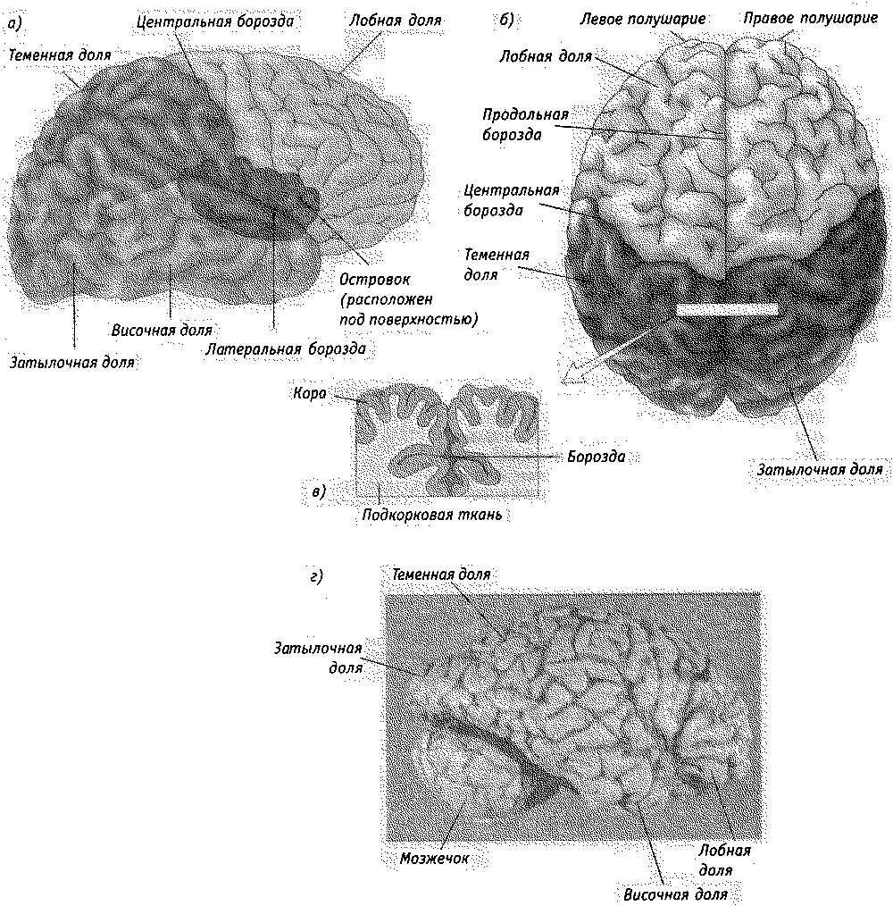 Продольная бороздка. Центральная борозда полушария большого мозга. Центральная борозда островка. Теменную долю от лобной отделяет борозда. Островок височной доли.
