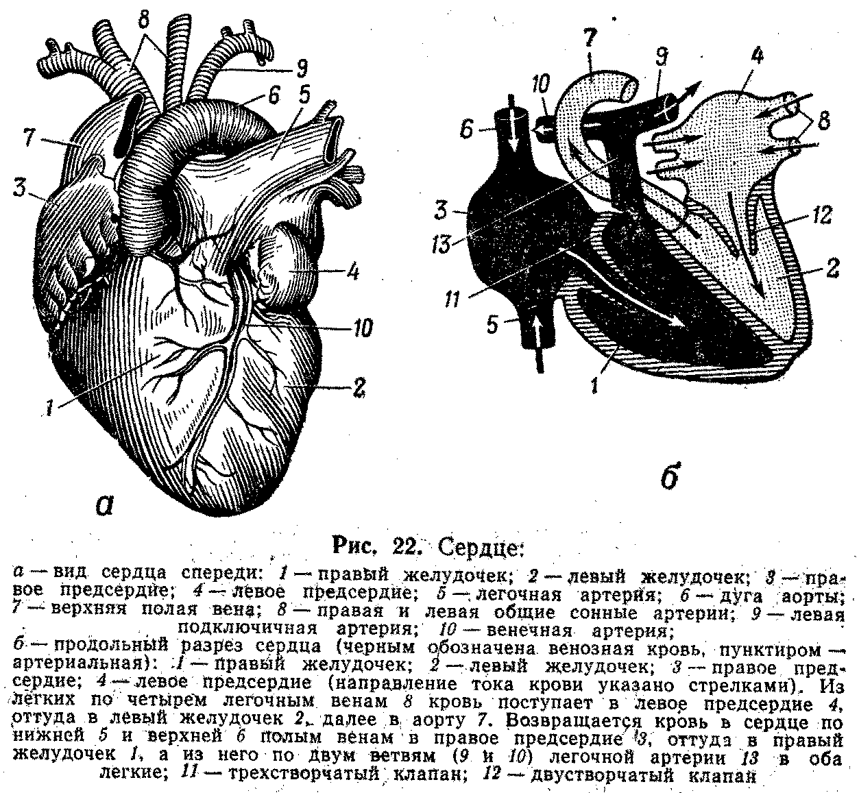 Правое предсердие отделено от правого желудочка. Строение правого предсердия сердца. Сердце анатомия желудочки и предсердия. Строение сердца легочная артерия. Строение сердца желудочки предсердия.