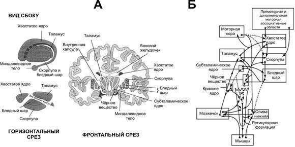 Базальные ядра головного мозга анатомия схема