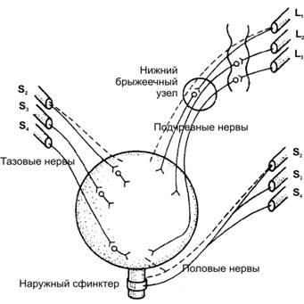 Схема иннервация мочевого пузыря