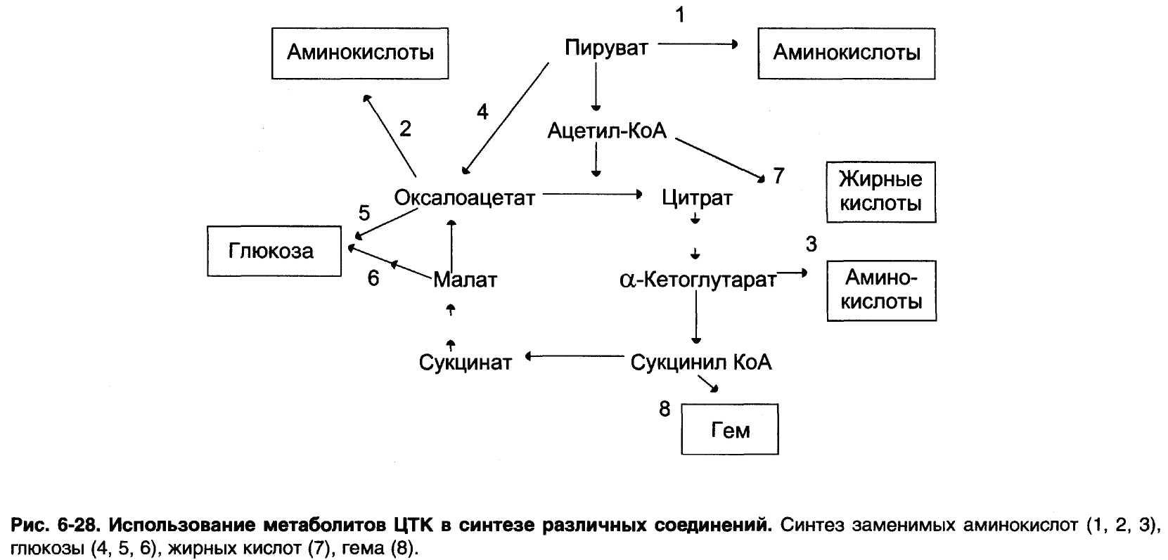 Глюкоза ацетил коа. Синтез ацетил КОА из аминокислот. Схема синтеза заменимых аминокислот. Синтез жирных кислот цикл Кребса. Синтез жирных кислот из аминокислот.