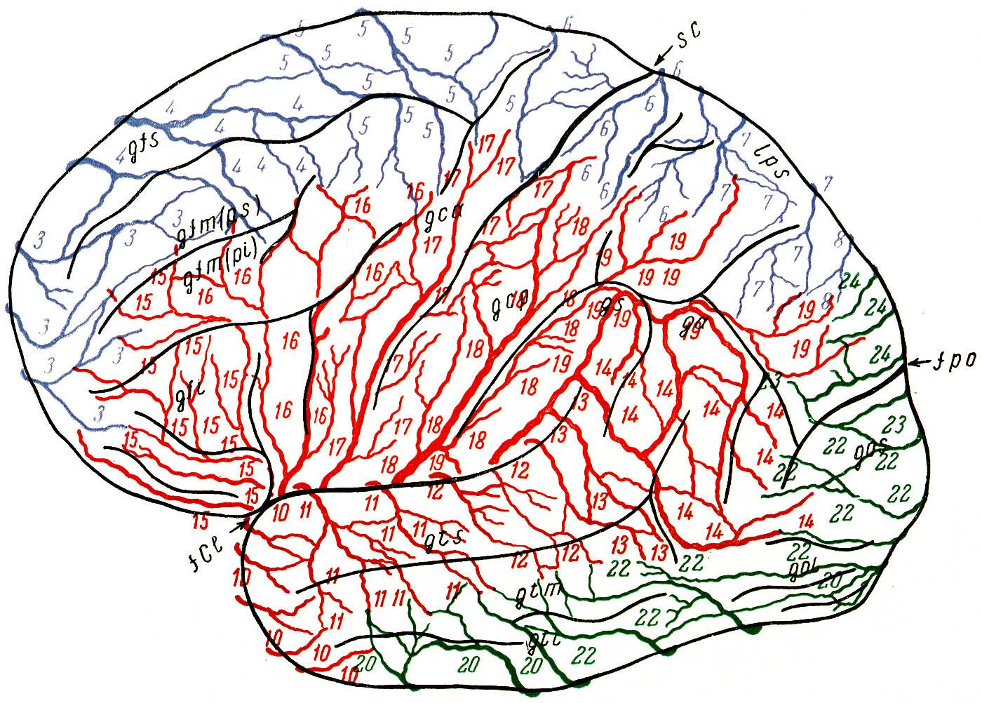 Участки коры больших полушарий. Головной мозг цитоархитектонические поля Бродмана. Корковые поля головного мозга. Картирование коры головного мозга. Цитоархитектоника коры (поля коры по Бродману).