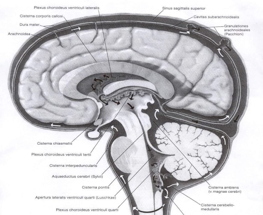Цистерны мозга расширены. Оболочки головного мозга: цистерны подпаутинного пространства. Базальные цистерны головного мозга анатомия. Цистерны головного мозга схема. Цистерны головного мозга на мрт анатомия.