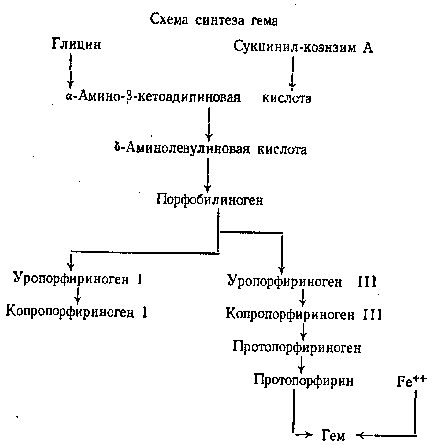 Синтез гему