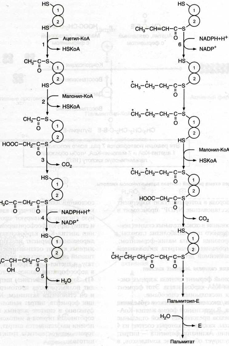 Реакция синтеза жиров. Синтез пальмитиновой кислоты биохимия схема. Схема синтеза пальмитиновой кислоты. Биосинтез жирных кислот биохимия схема. Синтез жирных кислот биохимия реакции.