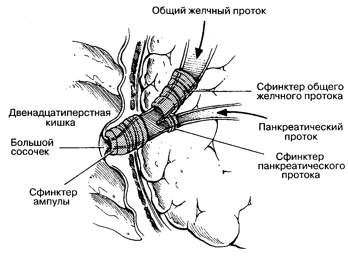 Сфинктерное масло это
