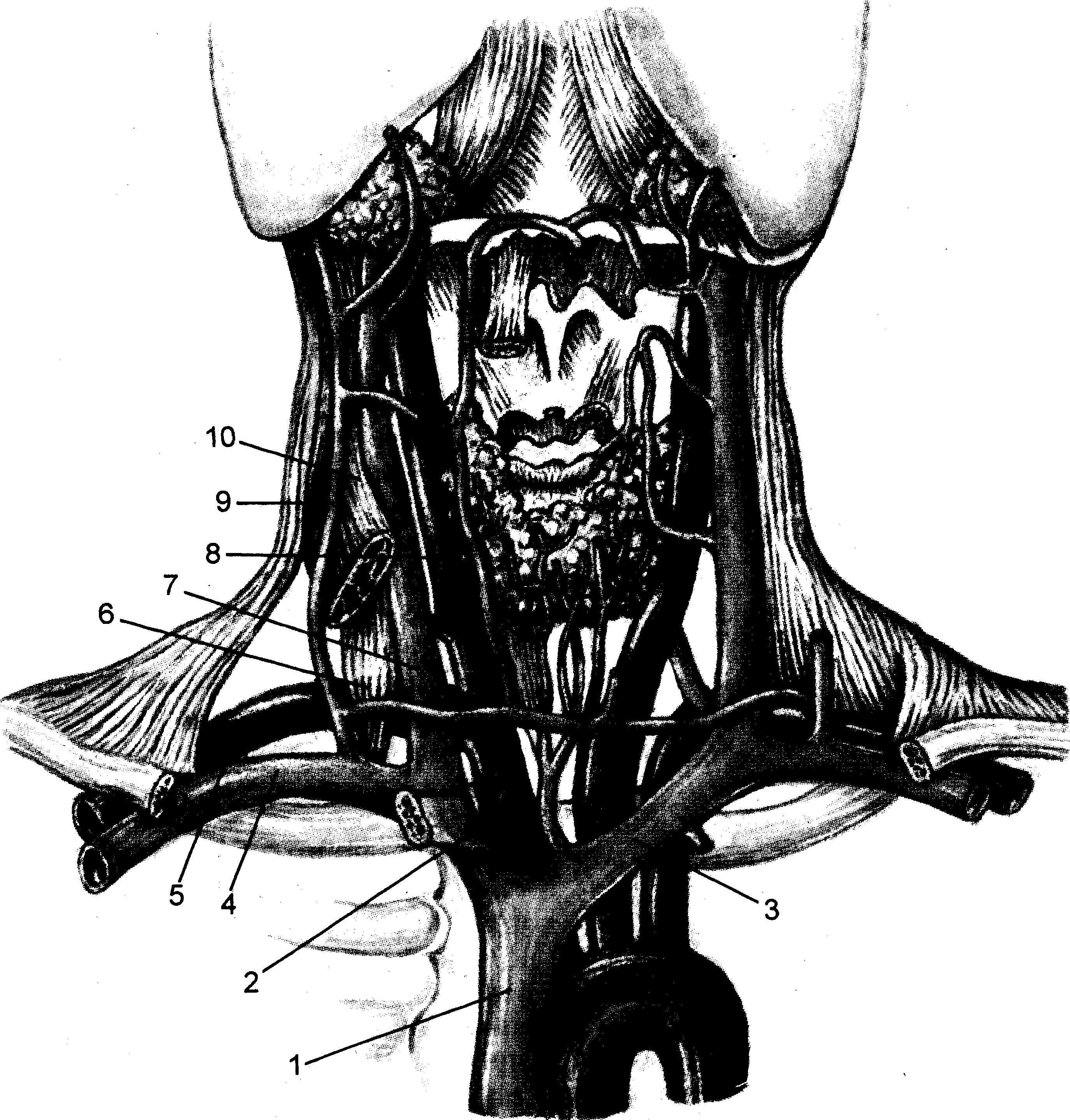 Подключичная вена анатомия