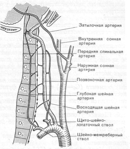 Артерии задних сегментов. Сегменты сонной артерии схема. Сегменты общей сонной артерии схема. Внутренняя Сонная артерия сегменты анатомия. Сегменты внутренней сонной артерии кт.