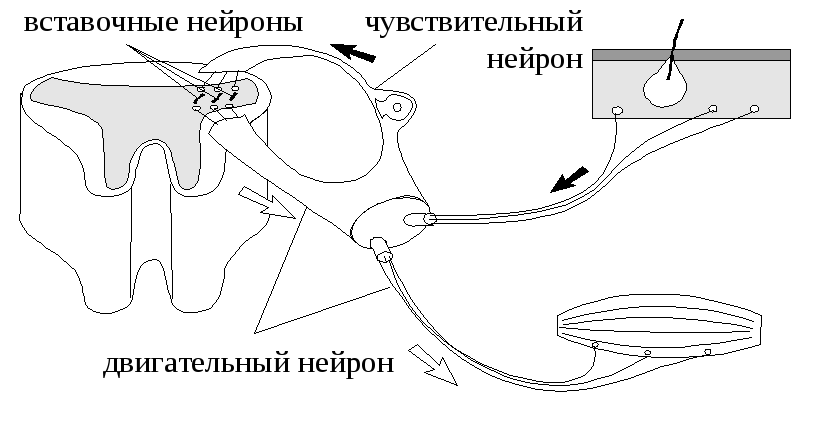 Рефлекторная дуга безусловного рефлекса схема