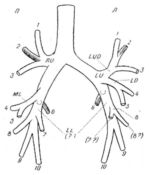 Ветви в легких. Сегментарные ветви легочной артерии на кт. Ветви правой легочной артерии схема. Ветви легочной артерии на кт анатомия. Артерии легких сегменты.