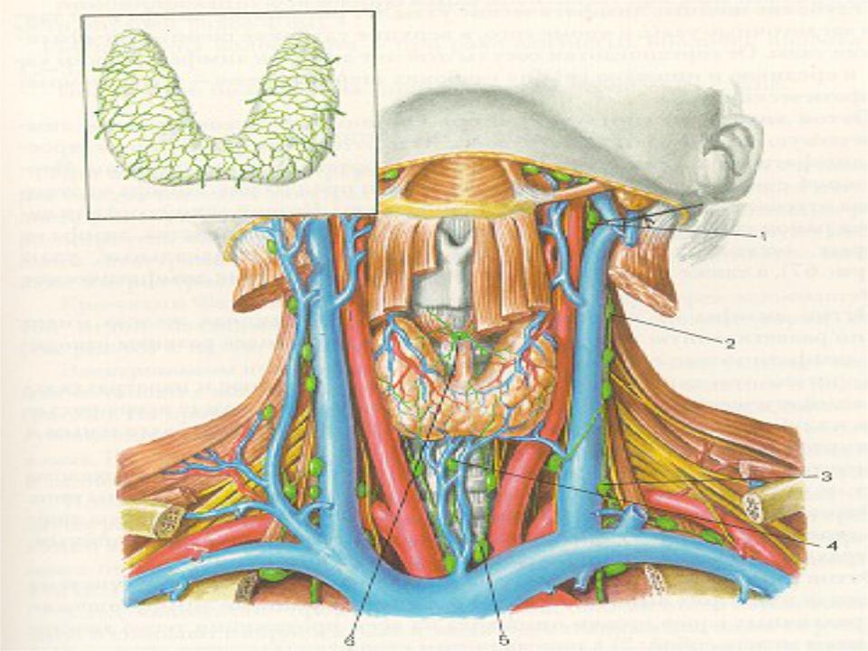 Артерии щитовидной железы. Лимфоотток щитовидной железы. Лимфоотток щитовидной железы анатомия. Возвратный нерв щитовидной железы. Нервы щитовидной железы анатомия.