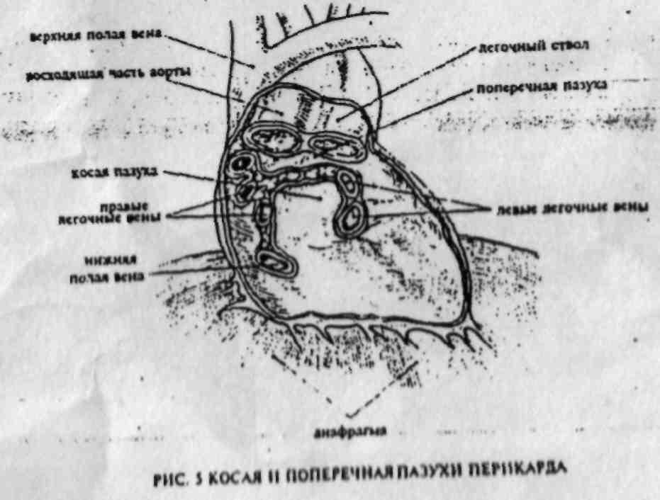 Границы органов