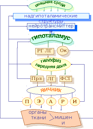 Реферат на тему менструация thumbnail