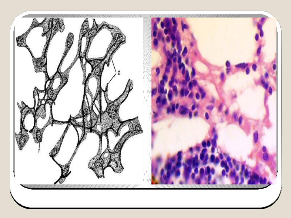 Ретикулярная ткань. Мезенхимальная ткань гистология. Ретикулярная ткань в костях. Топография ретикулярной ткани.