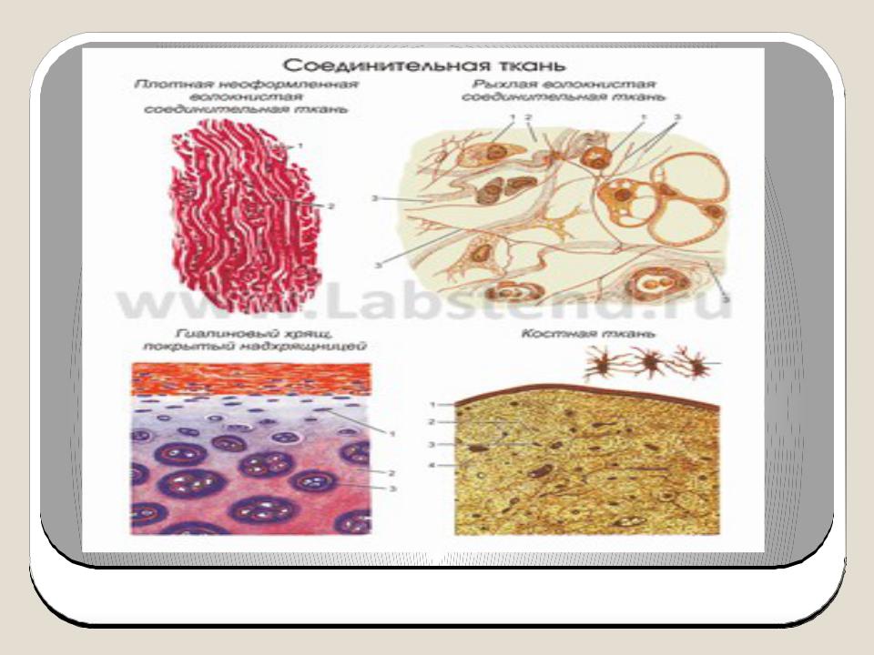 Внутренняя ткань. Ткани внутренней среды человека. Клетки тканей внутренней среды по форме. Местоположение внутренней среды ткани. Ткани внутренней среды фото.