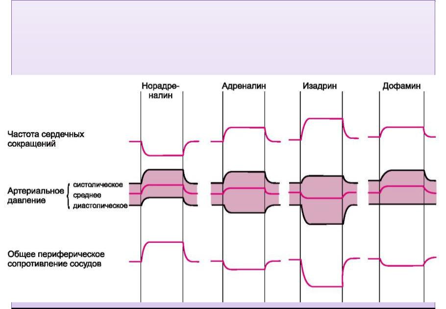 Адреналин влияние. Влияние адреналина на сердечно-сосудистую систему. Влияние катехоламинов на сердечно-сосудистую систему. Влияние адреналина на ССС. Эффекты адреналина на сердечно-сосудистую систему.