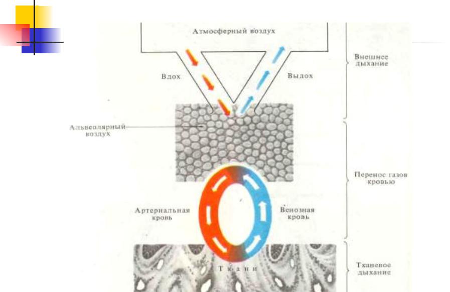 Схема этапы дыхания