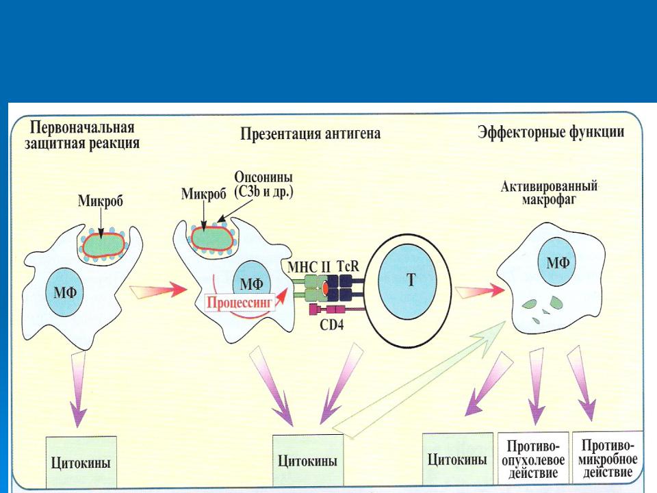 Иммунный центр. Центральная роль макрофагов в иммунитете. Роль фагоцитов в иммунитете. Основные функции макрофагов. Иммунный фагоцитоз Центральная роль макрофага в иммунитете.