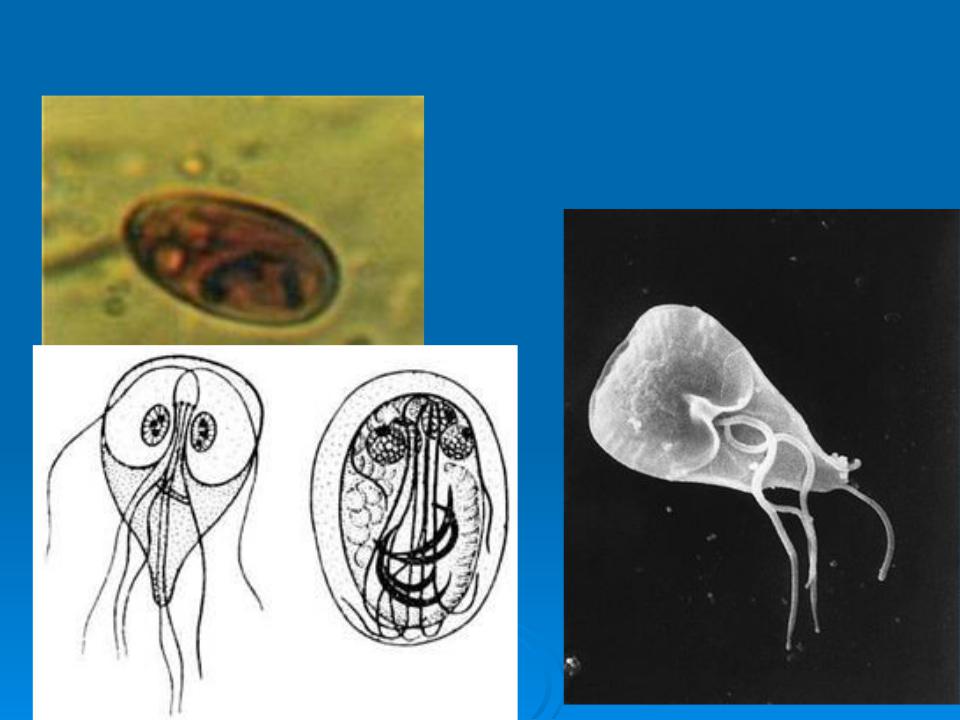 Лямбия. Лямблии вегетативная форма и цисты. Жгутиковые лямблии. Лямблия циста строение. Лямблия кишечная.