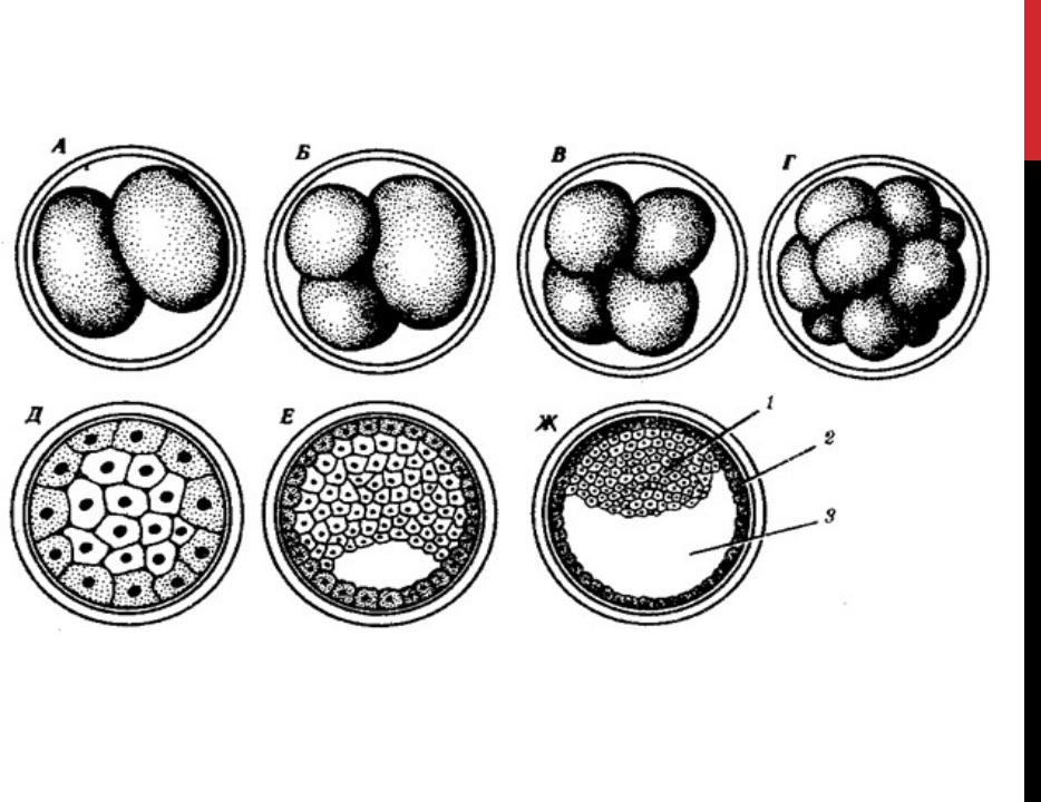 Схема развития зиготы
