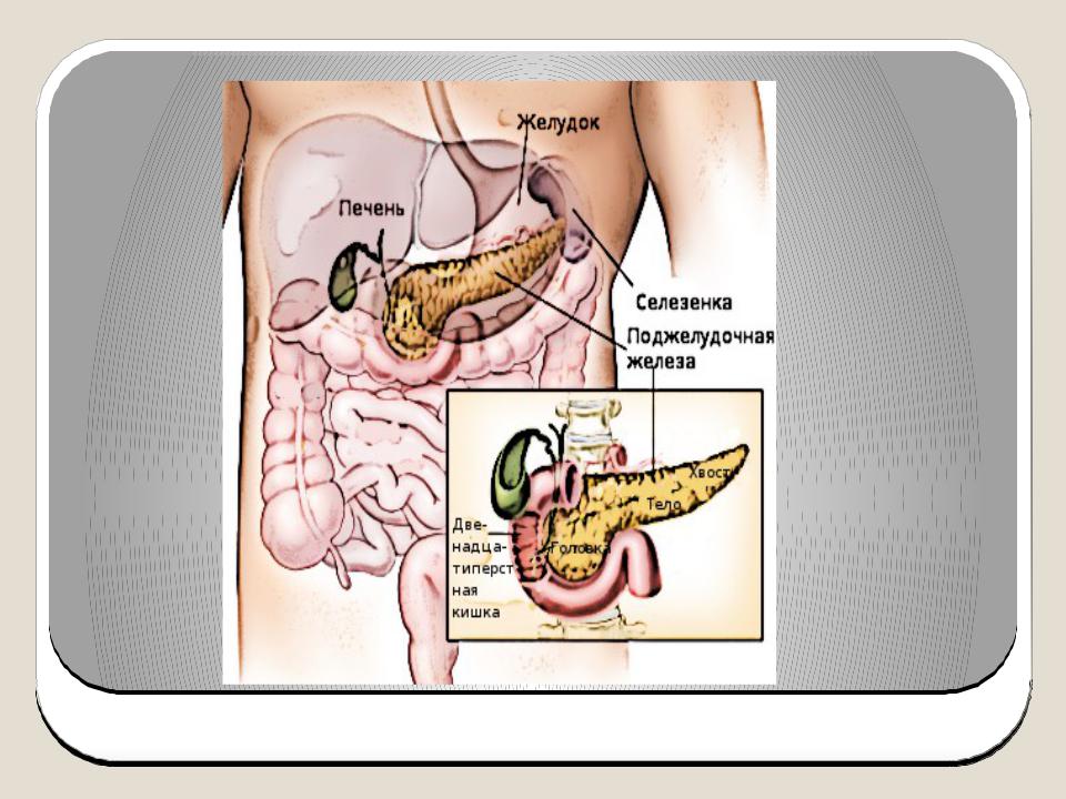 Покажи картинку поджелудочной железы. Топография поджелудочной железы. Поджелудочная железа расположение. Поджелудочная расположена. Органы человека поджелудочная.