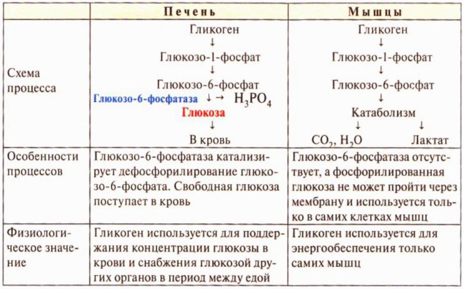 ПОД ВОЗДЕЙСТВИЕМ ИНСУЛИНА В ПЕЧЕНИ ПРОИСХОДИТ ПРЕВРАЩЕНИЕ ГЛЮКОЗЫ В - Literasi Nusantara