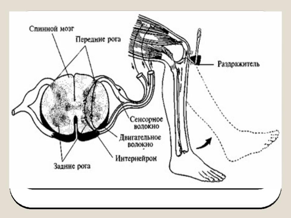 Рефлекторная дуга рефлексов кашель. Рефлекторная дуга разгибательного коленного рефлекса. Основные части рефлекторной дуги коленного рефлекса. Спинной мозг и схема коленного рефлекса. Схемы рефлекторноц дуги коленногорефлекса\.