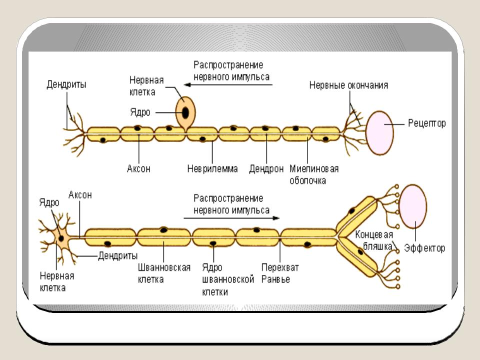 Ткань передающая импульс. Биохимические механизмы в проведении нервного импульса биохимия. Схема проведения нервного импульса. Проведение и передача нервного импульса. Механизм проведения нервного импульса.