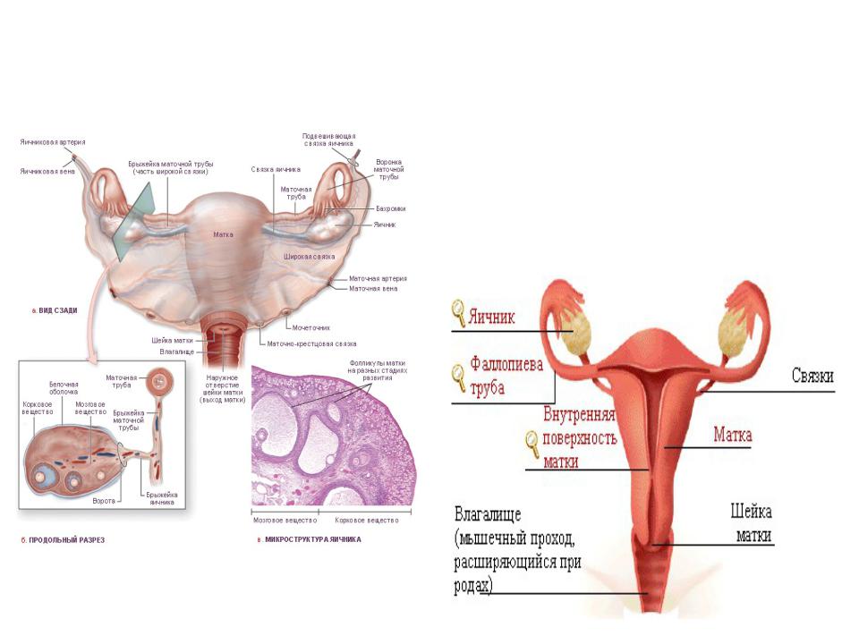 Строение и функции женских органов
