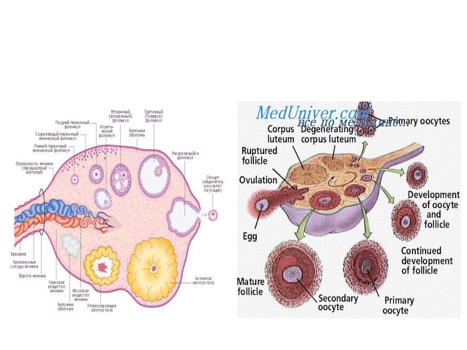 Строение яичника анатомия