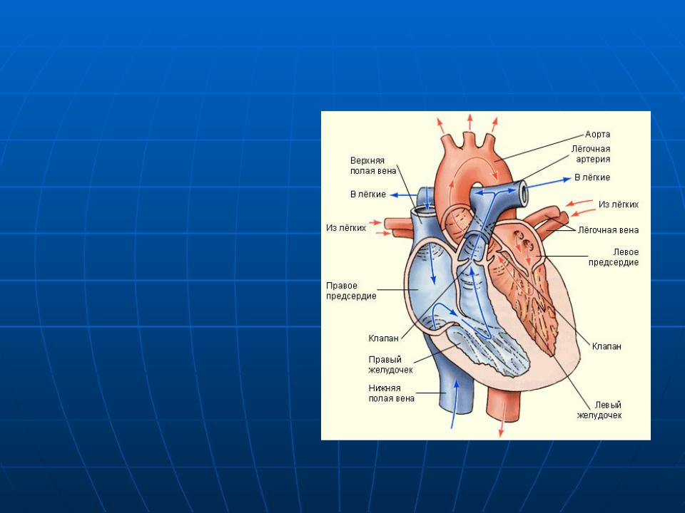Легочная вена рисунок. Строение сердца биология. Схема строения сердца человека с подписями 8 класс. Схема строения сердца с обозначениями. Сердце человека с обозначениями.