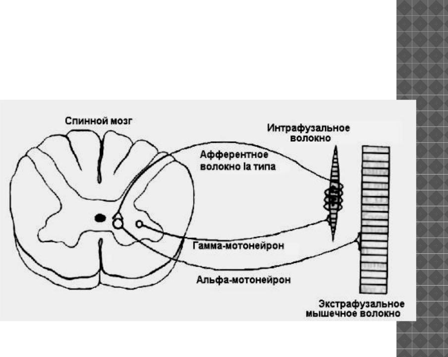 Нейроны спинного мозга характеристика. Альфа мотонейроны гамомотонейроны. Спинальные мотонейроны. Альфа и гамма мотонейроны спинного мозга. Аксоны Альфа мотонейронов спинного мозга.