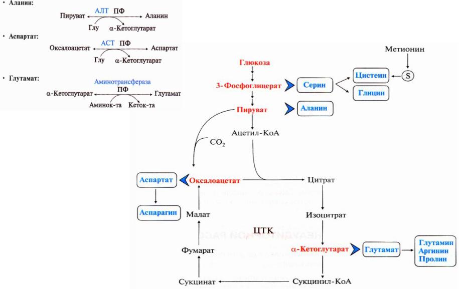 Синтез глюкозы в организме. Схема синтеза Глюкозы аланина.. Общая схема синтеза аминокислот. Биосинтез аминокислот из пирувата. Общая схема образования заменимых аминокислот биохимия.