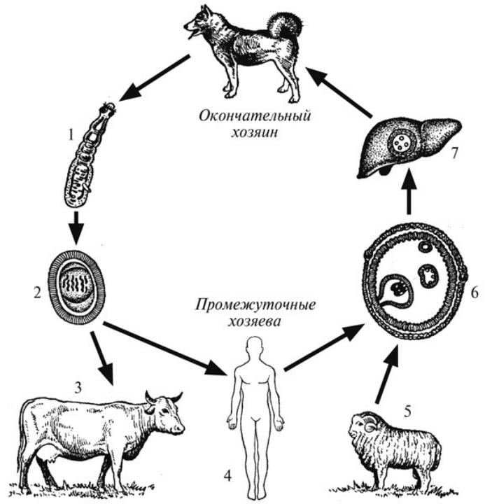 Человек для бычьего цепня хозяин. Цикл эхинококка схема. Цикл развития эхинококка промежуточный хозяин. Эхинококк жизненный цикл окончательный хозяин. Жизненный цикл бычьего цепня схема.