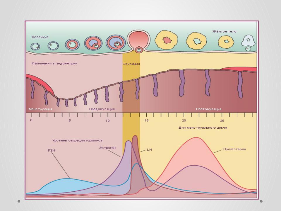 Цикл месячных и овуляция. Цикл менструационного цикла. Менструальный цикл рисунок. Менструальный цикл схема. Овариально-менструальный цикл (схема).