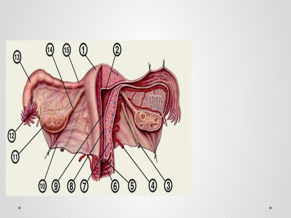 Строение наружных органов женщины. Анатомическое строение маточной трубы. Перешеек маточной трубы анатомия. Маточное отверстие строение. Маточное отверстие маточной трубы анатомия.