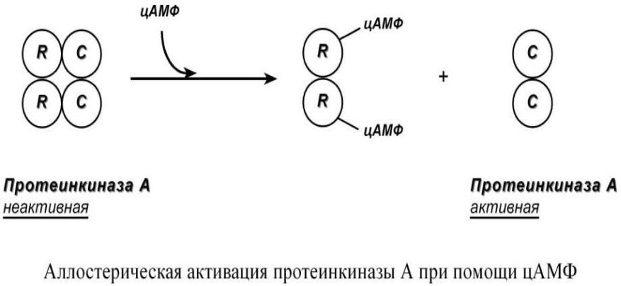 Белково белковые взаимодействия. Белок белковое взаимодействие схема. Белок-белковые взаимодействия ферментов примеры. Регуляция белок-белковыми взаимодействиями. Регуляция с помощью белок-белковых взаимодействий пример.