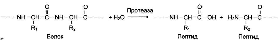 Гидролиз белков пепсином