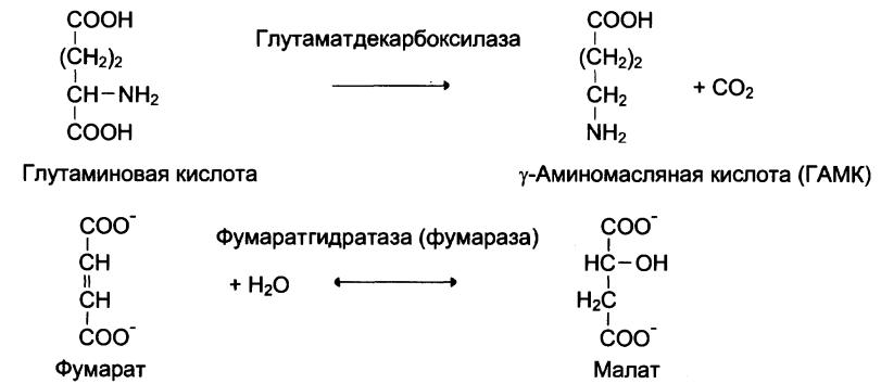 Гидролазы реакции. Гидролазы примеры реакций. ЛИАЗЫ катализируют реакции. ЛИАЗЫ катализируют реакции изомеризации. Синтез ГАМК из глутаминовой кислоты.